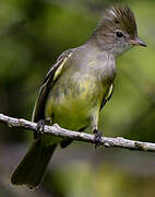 Yellow-bellied Elaenia