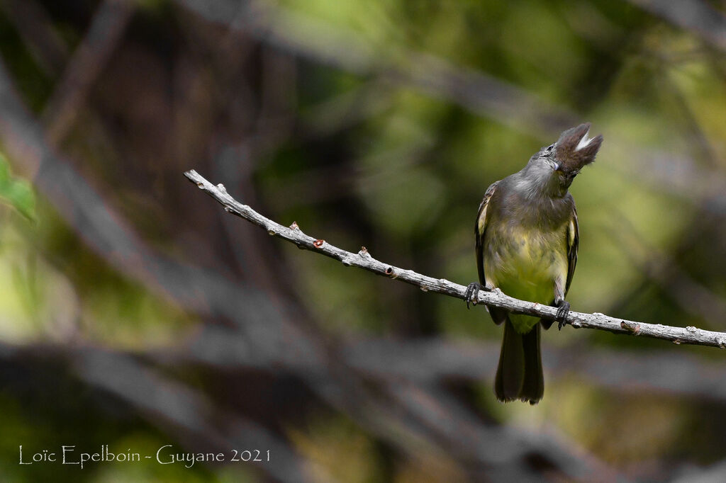 Yellow-bellied Elaenia