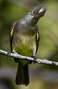 Yellow-bellied Elaenia