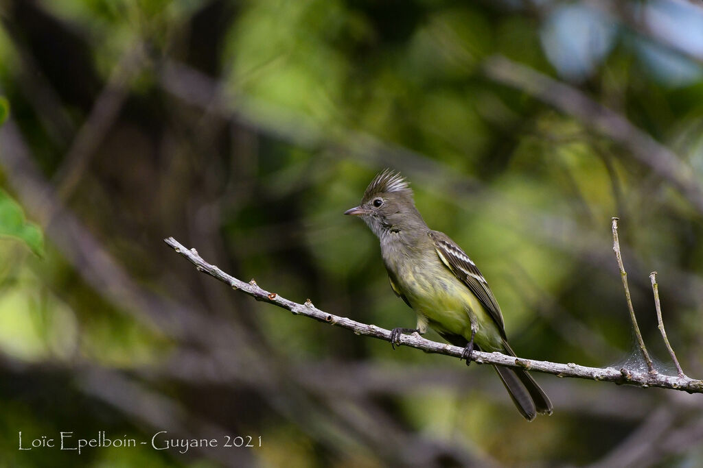 Yellow-bellied Elaenia