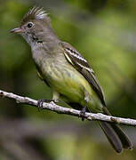 Yellow-bellied Elaenia