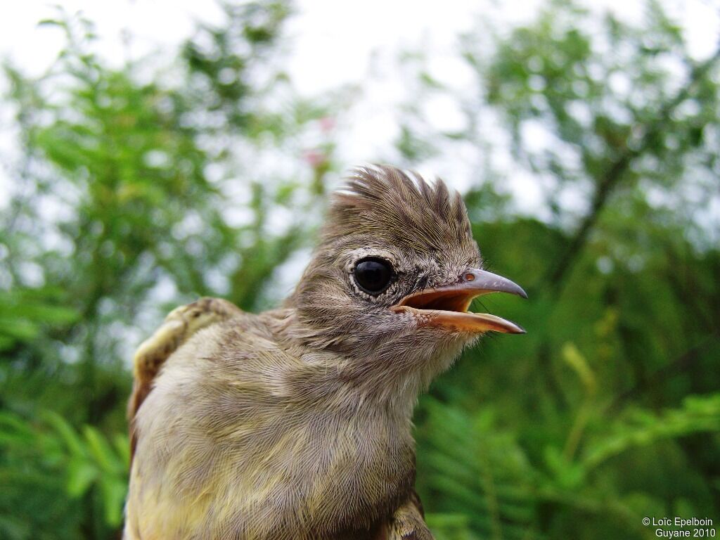 Yellow-bellied Elaenia