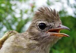 Yellow-bellied Elaenia