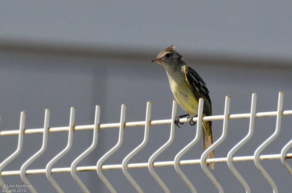 Yellow-bellied Elaenia