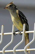 Yellow-bellied Elaenia