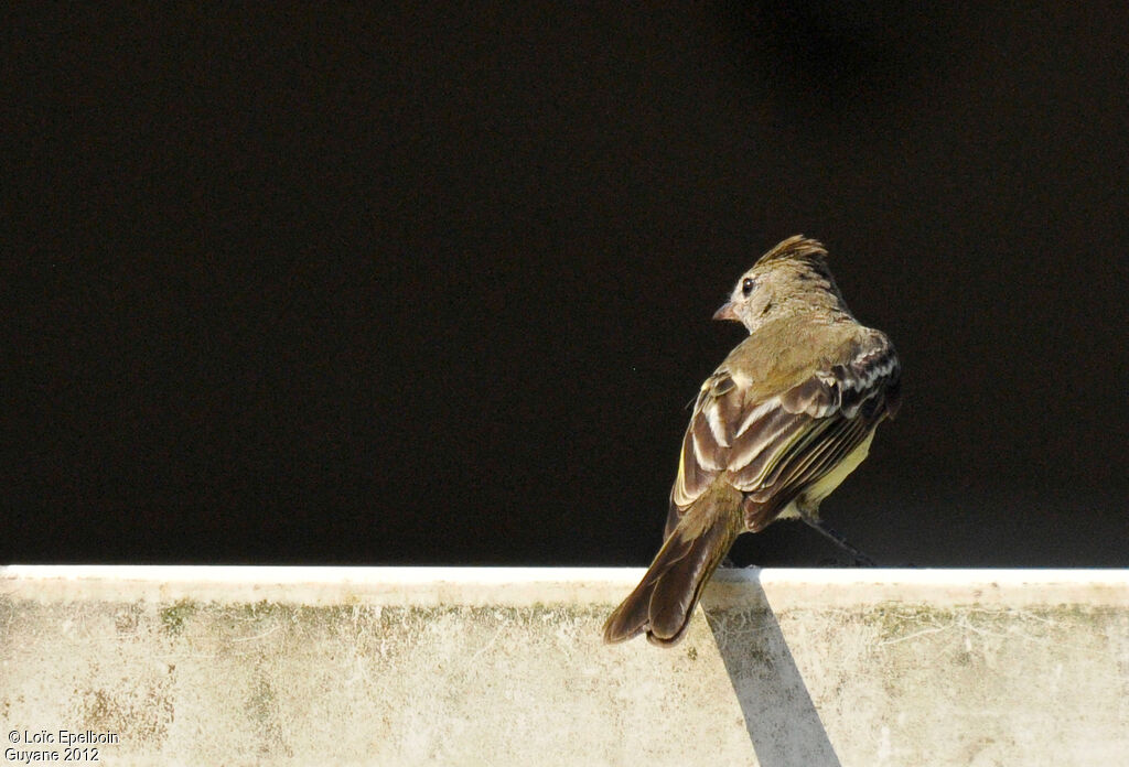 Yellow-bellied Elaenia