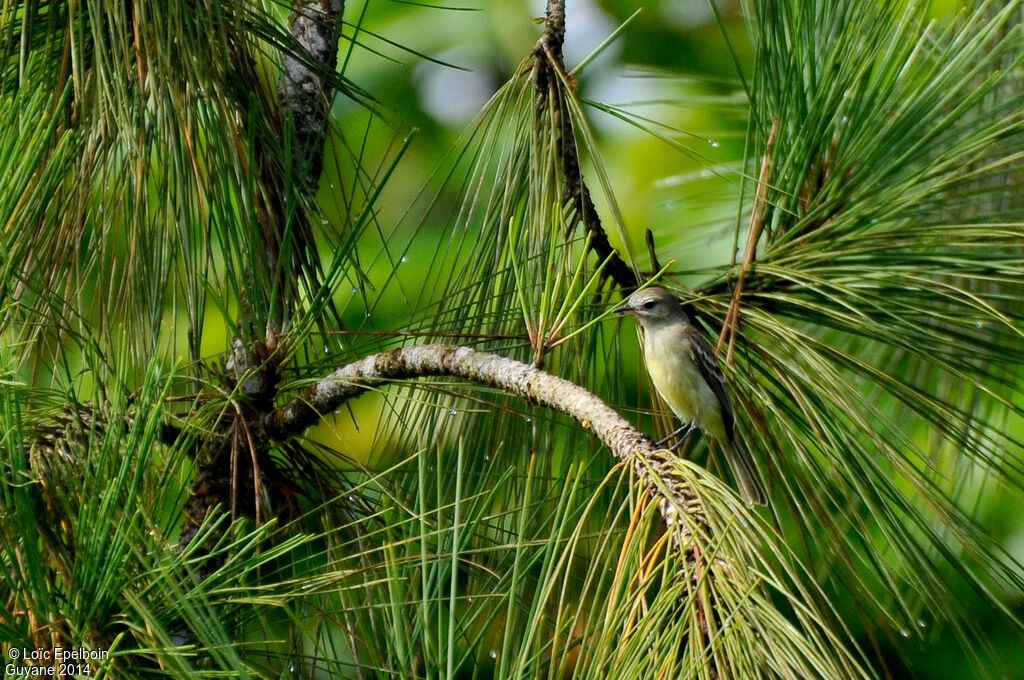 Yellow-bellied Elaenia