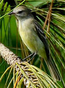 Yellow-bellied Elaenia