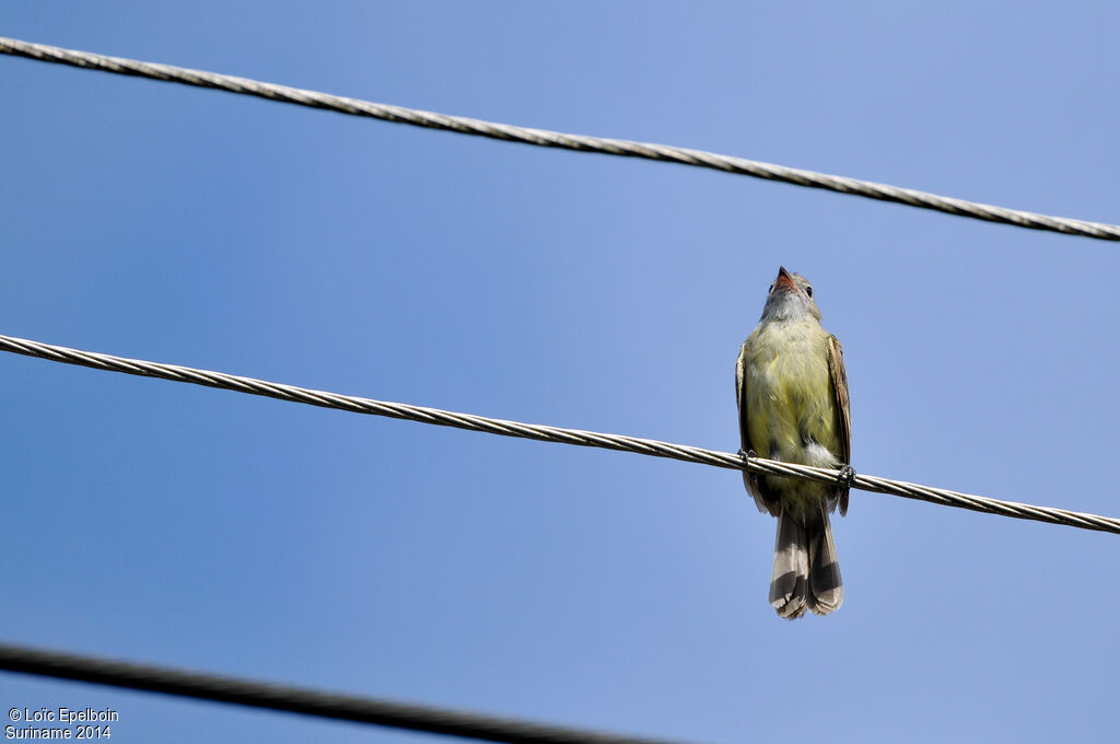 Yellow-bellied Elaenia