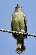 Yellow-bellied Elaenia