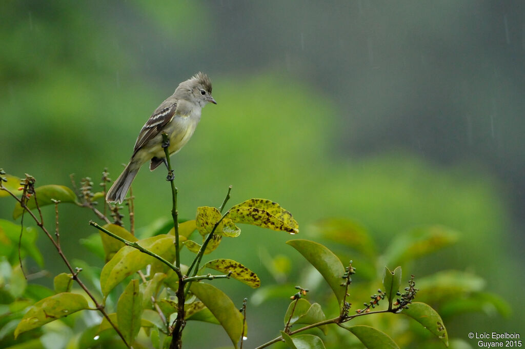 Yellow-bellied Elaenia