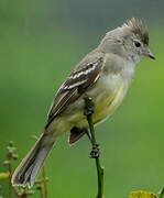 Yellow-bellied Elaenia