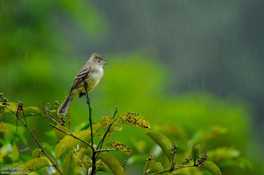 Yellow-bellied Elaeniaadult, habitat, pigmentation, Behaviour