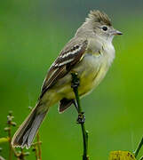 Yellow-bellied Elaenia