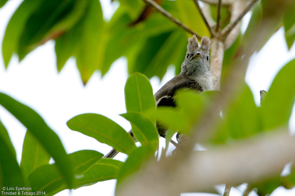 Yellow-bellied Elaenia