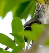 Yellow-bellied Elaenia