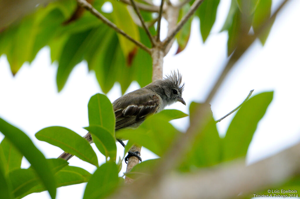 Yellow-bellied Elaenia