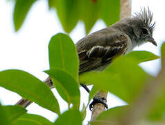 Yellow-bellied Elaenia