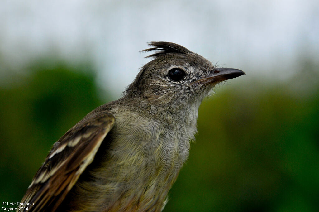 Plain-crested Elaenia