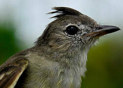 Plain-crested Elaenia