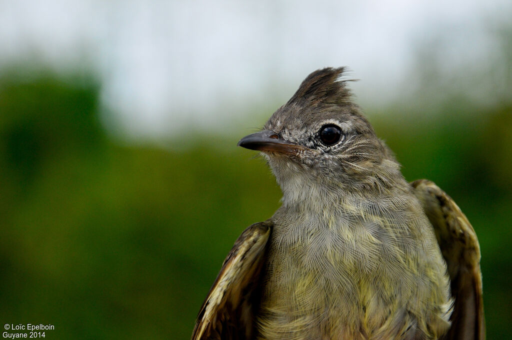 Plain-crested Elaenia