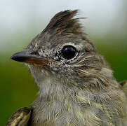 Plain-crested Elaenia