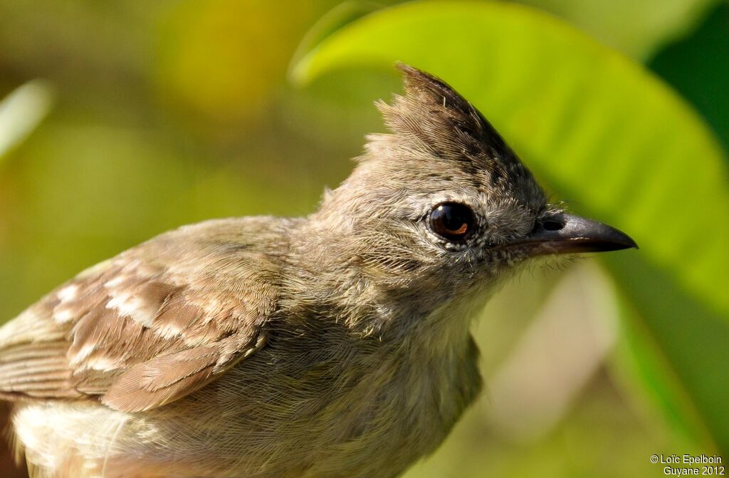 Plain-crested Elaenia