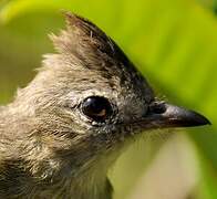 Plain-crested Elaenia