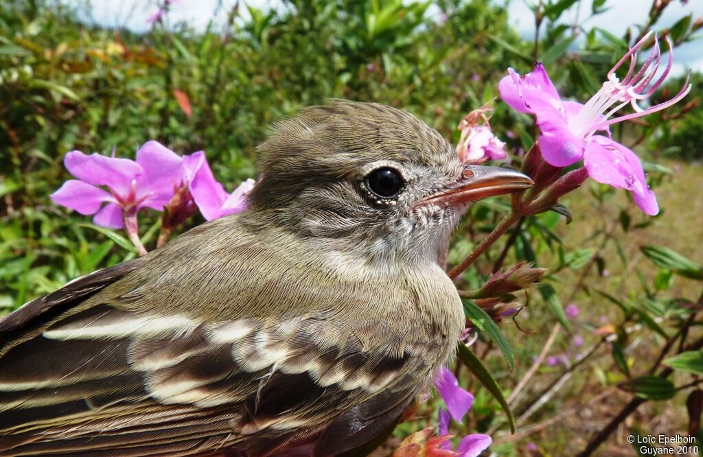 Lesser Elaenia