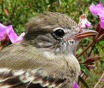 Lesser Elaenia