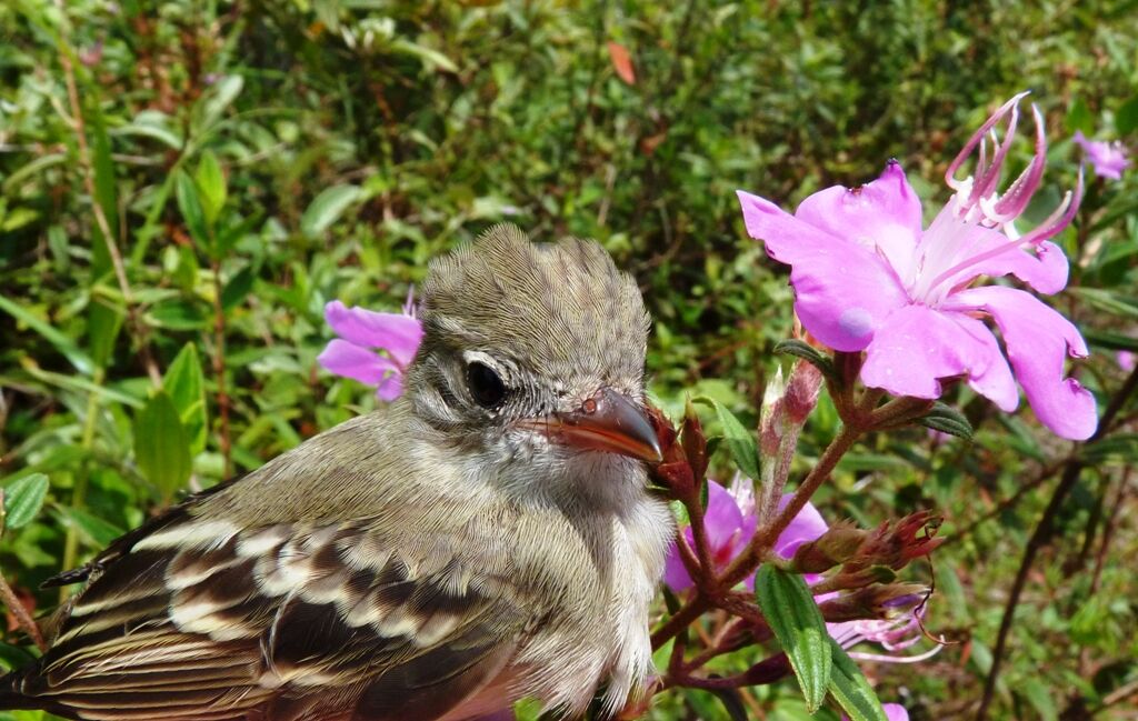 Lesser Elaenia