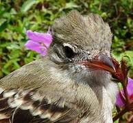 Lesser Elaenia