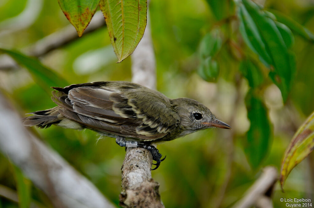 Lesser Elaenia