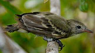 Lesser Elaenia