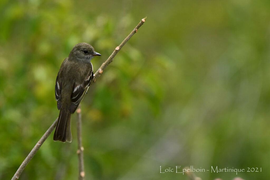 Caribbean Elaenia