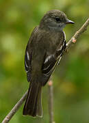 Caribbean Elaenia