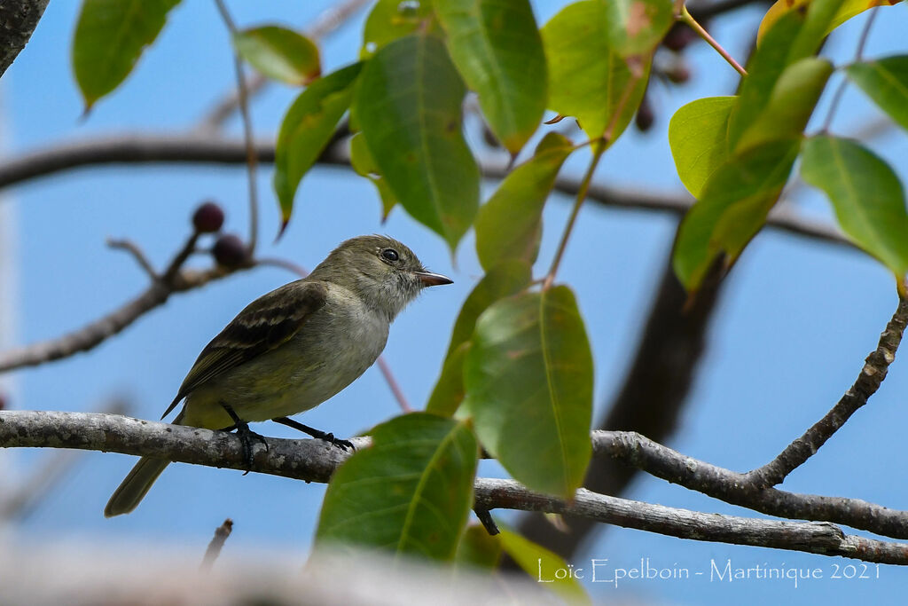 Caribbean Elaenia