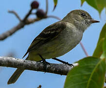 Caribbean Elaenia