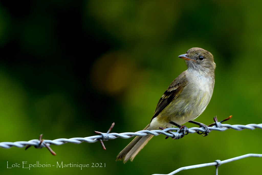 Caribbean Elaenia