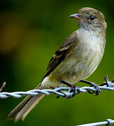 Caribbean Elaenia