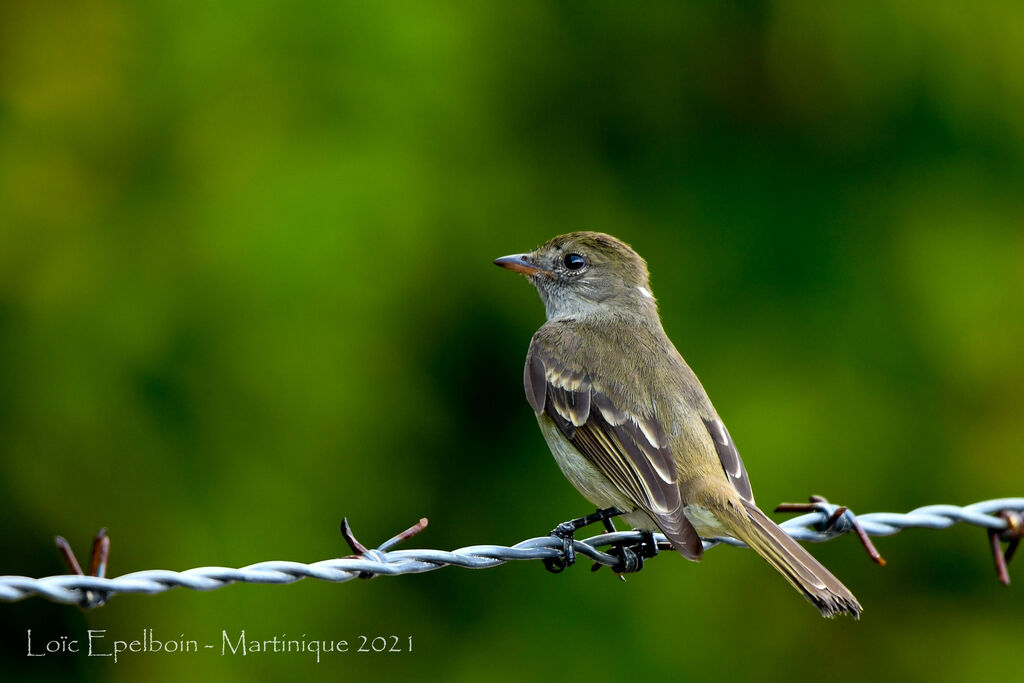 Caribbean Elaenia