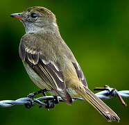 Caribbean Elaenia