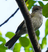 Caribbean Elaenia