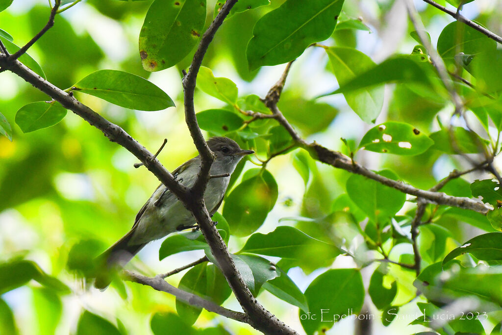 Caribbean Elaenia