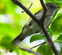 Caribbean Elaenia