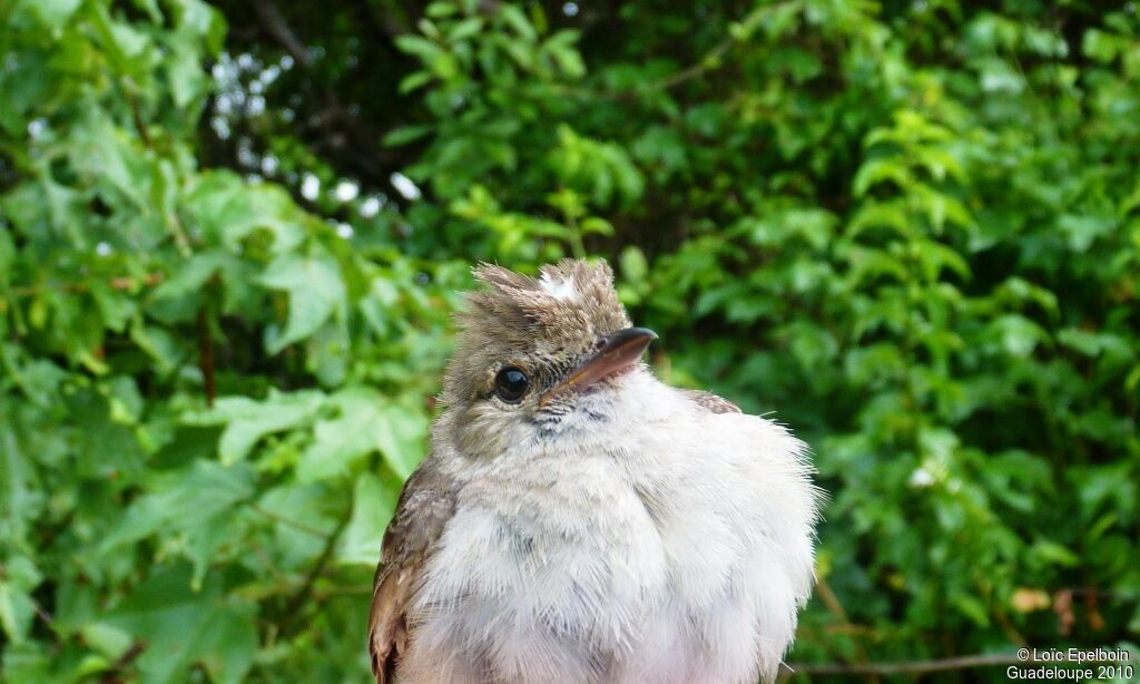 Caribbean Elaenia