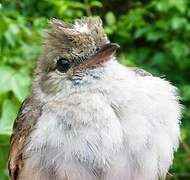 Caribbean Elaenia