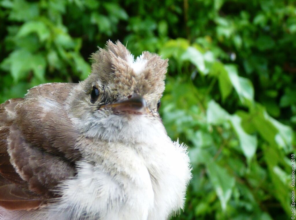 Caribbean Elaenia