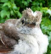 Caribbean Elaenia