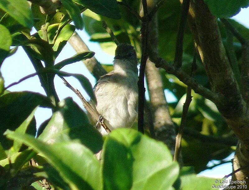 Caribbean Elaenia